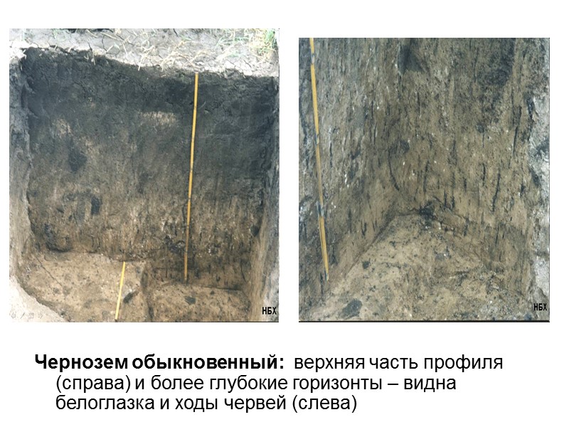 Чернозем обыкновенный:  верхняя часть профиля (справа) и более глубокие горизонты – видна белоглазка